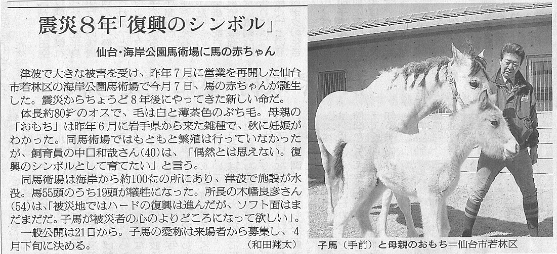 朝日新聞（宮城版）に海岸公園馬術場で誕生した仔馬が掲載されました