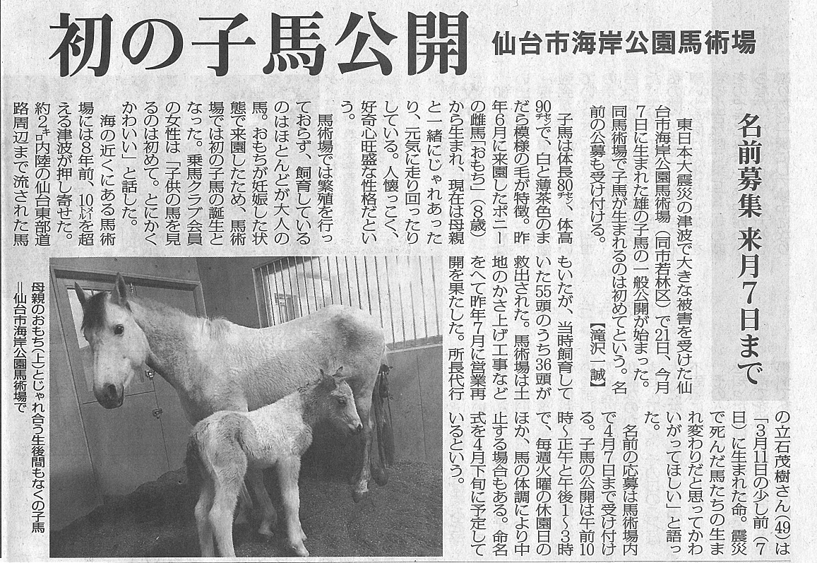 毎日新聞（宮城版）に海岸公園馬術場で誕生した仔馬が掲載されました