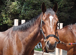 うまの生態学習 ふれあい乗馬 海岸公園馬術場 宮城県仙台市の乗馬レッスン スクール 馬術競技場