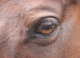 馬の眼