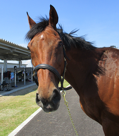 馬紹介 馬術場のご案内 海岸公園馬術場 宮城県仙台市の乗馬レッスン スクール 馬術競技場