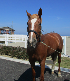 馬紹介 馬術場のご案内 海岸公園馬術場 宮城県仙台市の乗馬レッスン スクール 馬術競技場 馬紹介 馬術場のご案内 海岸公園馬術場 宮城県仙台市の乗馬レッスン スクール 馬術競技場
