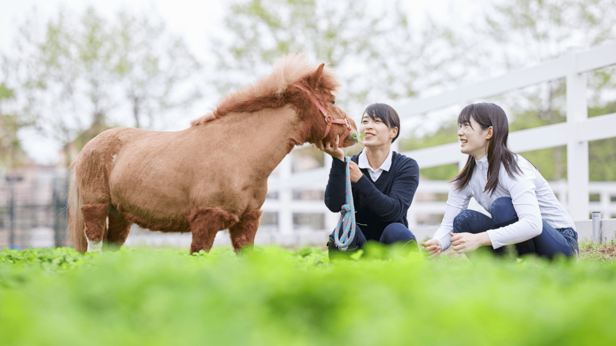 ポニーとのふれあいの様子